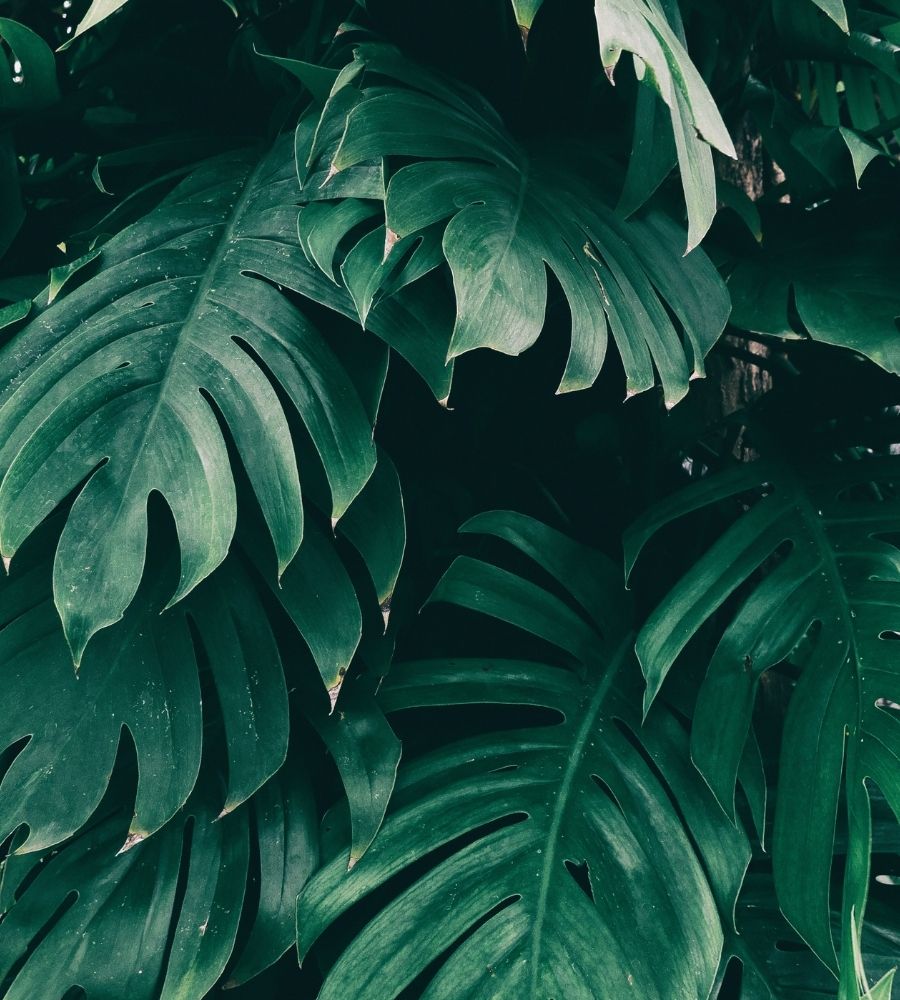 background-lcv-min