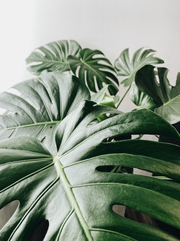 jeremy-lee-f5r-CLcTKCk-unsplash