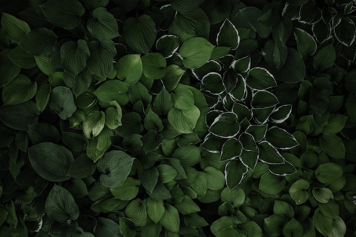 klim-musalimov-gPGVsbLCh-0-unsplash-min
